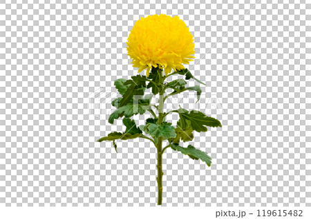 Chrysanthemum Isolate Yellow Chrysanthemum flower, Large Chrysanthemum flower isolated with clipping path. Yellow chrysanthemum flowers isolated .Yellow autumn chrysanthemum isolated. 119615482