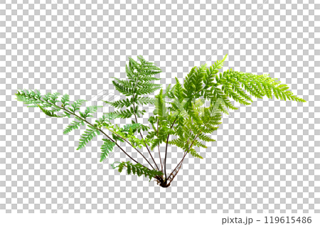 Beautiful composition with fern and other tropical leaves background. Fern leaf, Ornamental foliage, Fern isolated background, with clipping path 119615486
