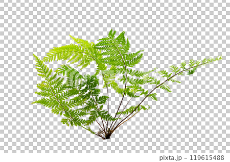 Beautiful composition with fern and other tropical leaves background. Fern leaf, Ornamental foliage, Fern isolated background, with clipping path 119615488