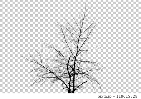 A large tree that is dead standing. Dried Tree Isolate Dead tree isolated  119615529