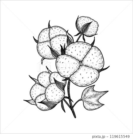 Hand drawn cotton branch plant. Cotton flower drawing. Vector illustration Hand drawn cotton branch plant. Cotton flower drawing. Vector illustration 119615549