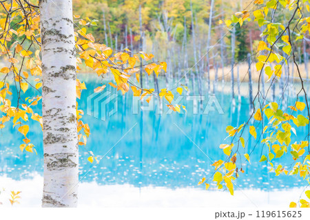北海道の絶景 コントラストが美しい紅葉の青い池 北海道の絶景 コントラストが美しい紅葉の青い池 119615625