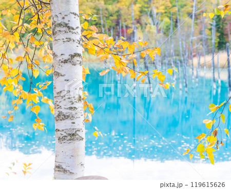 北海道の絶景 コントラストが美しい紅葉の青い池 北海道の絶景 コントラストが美しい紅葉の青い池 119615626