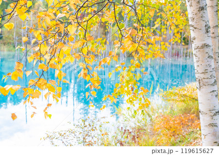 北海道の絶景 コントラストが美しい紅葉の青い池 北海道の絶景 コントラストが美しい紅葉の青い池 119615627