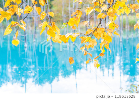 北海道の絶景　コントラストが美しい紅葉の青い池 119615629