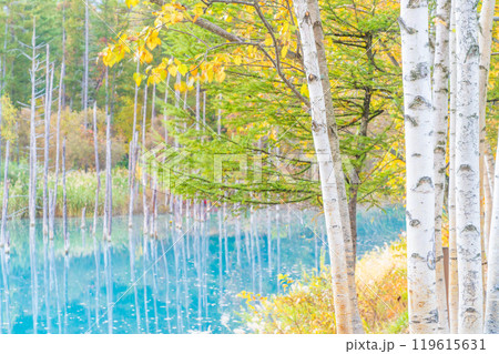 北海道の絶景 コントラストが美しい紅葉の青い池 北海道の絶景 コントラストが美しい紅葉の青い池 119615631