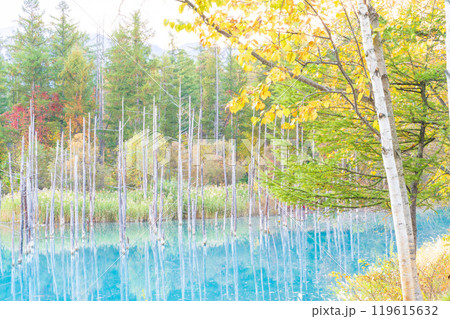 北海道の絶景　コントラストが美しい紅葉の青い池 119615632