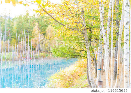 北海道の絶景 コントラストが美しい紅葉の青い池 北海道の絶景 コントラストが美しい紅葉の青い池 119615633