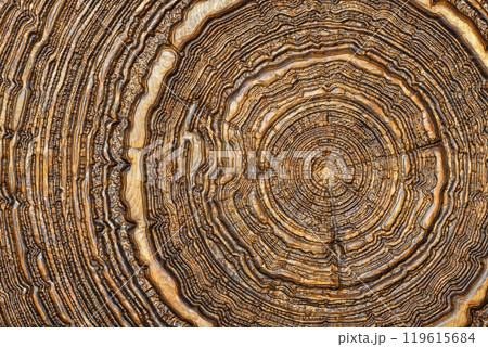 Decorated cross-section of wood with concentric rings around the center. Decorated cross-section of wood with concentric rings around the center. 119615684