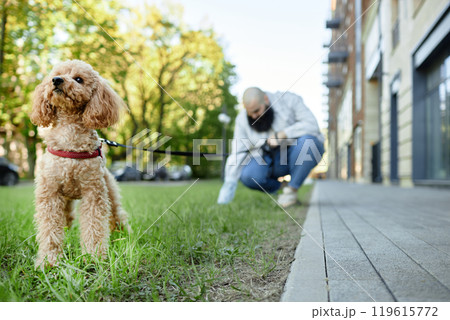 Poodle on red leash exploring grass while bearded man in white shirt kneels in background adjusting leash. Buildings and trees line path, creating urban park atmosphere Poodle on red leash exploring grass while bearded man in white shirt kneels in background adjusting leash. Buildings and trees line path, creating urban park atmosphere 119615772