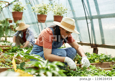 Woman wearing straw hat and gloves working in greenhouse while harvesting vegetables. Another person in background tending to plants and ensuring proper care Woman wearing straw hat and gloves working in greenhouse while harvesting vegetables. Another person in background tending to plants and ensuring proper care 119616454