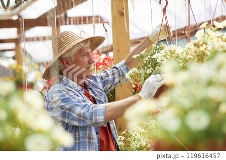 Senior man wearing straw hat and gloves, arranging hanging flower pots in greenhouse, enjoying gardening. Sunlight filtering through glass windows, colorful flowers blooming around Senior man wearing straw hat and gloves, arranging hanging flower pots in greenhouse, enjoying gardening. Sunlight filtering through glass windows, colorful flowers blooming around 119616457