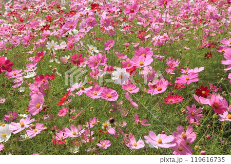 満開のコスモス 満開のコスモス 119616735