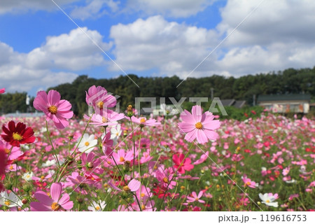 満開のコスモス 満開のコスモス 119616753
