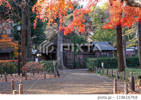 秋の蘆花恒春園 徳冨蘆花旧宅付近の紅葉(東京都世田谷区) 秋の蘆花恒春園 徳冨蘆花旧宅付近の紅葉(東京都世田谷区) 119616768