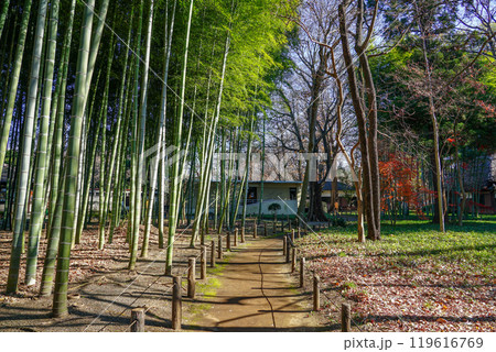 秋の蘆花恒春園 徳冨蘆花旧宅付近の紅葉(東京都世田谷区) 秋の蘆花恒春園 徳冨蘆花旧宅付近の紅葉(東京都世田谷区) 119616769