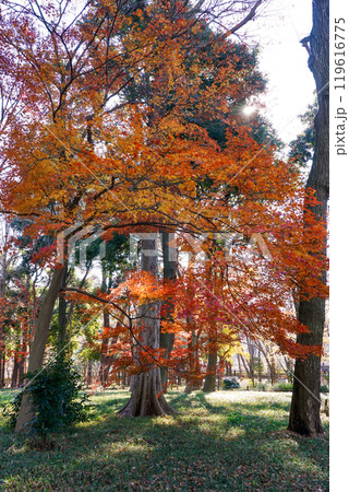 秋の蘆花恒春園 徳冨蘆花旧宅付近の紅葉(東京都世田谷区) 秋の蘆花恒春園 徳冨蘆花旧宅付近の紅葉(東京都世田谷区) 119616775