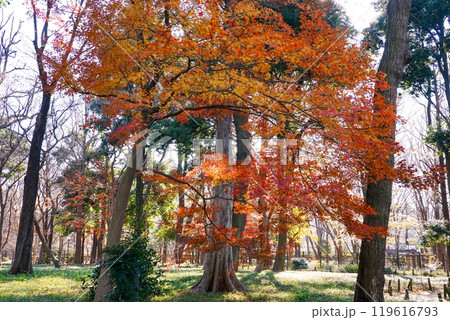 秋の蘆花恒春園　徳冨蘆花旧宅付近の紅葉（東京都世田谷区） 119616793