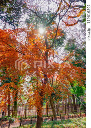 秋の蘆花恒春園　徳冨蘆花旧宅付近の紅葉（東京都世田谷区） 119616801