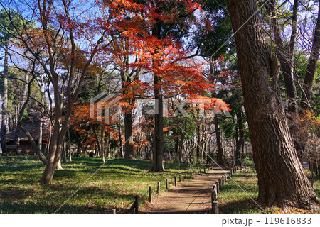 秋の蘆花恒春園 徳冨蘆花旧宅付近の紅葉(東京都世田谷区) 秋の蘆花恒春園 徳冨蘆花旧宅付近の紅葉(東京都世田谷区) 119616833