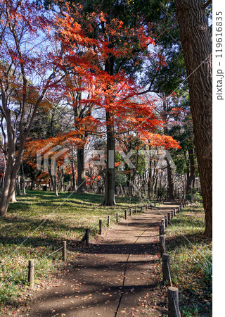秋の蘆花恒春園　徳冨蘆花旧宅付近の紅葉（東京都世田谷区）　 119616835