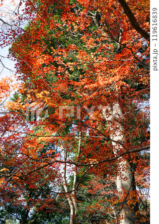 秋の蘆花恒春園　徳冨蘆花旧宅付近の紅葉（東京都世田谷区）　 119616839