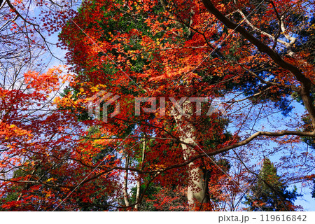 秋の蘆花恒春園　徳冨蘆花旧宅付近の紅葉（東京都世田谷区）　 119616842