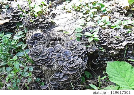 きのこ（カワラタケ） 119617501