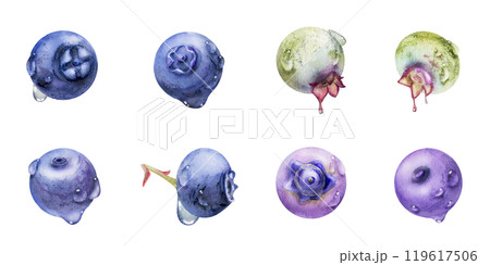 Blueberry blackberry with drops hand drawn in watercolor, forest berry bilberry huckleberry blackthorn sloe fruit. Botanical isolated elements set illustration. Restaurant, cafe menu, farmers market 119617506