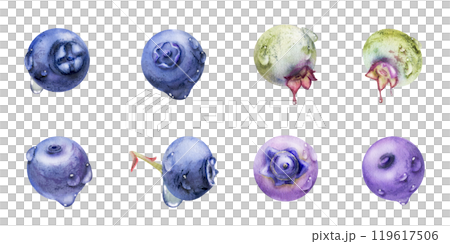 Blueberry blackberry with drops hand drawn in watercolor, forest berry bilberry huckleberry blackthorn sloe fruit. Botanical isolated elements set illustration. Restaurant, cafe menu, farmers market 119617506