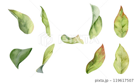 Flower bush tree green leaves foliage hand drawn in watercolor, lilac poplar beech elm pear apple plum. Isolated botanical illustration set. Wedding, florist shop, scrapbooking, decoupage, cosmetics 119617507