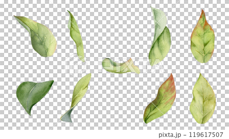 Flower bush tree green leaves foliage hand drawn in watercolor, lilac poplar beech elm pear apple plum. Isolated botanical illustration set. Wedding, florist shop, scrapbooking, decoupage, cosmetics 119617507