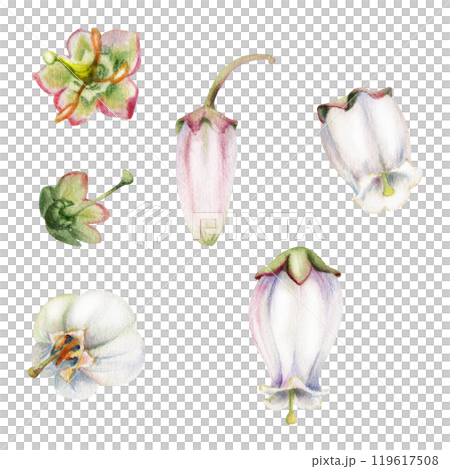 Heather blueberry white and pink bell flower bud, hand drawn in watercolor, inflorescence wildflower botanical illustration. Isolated single element set. Scrapbooking, wedding, florist shop, decoupage 119617508