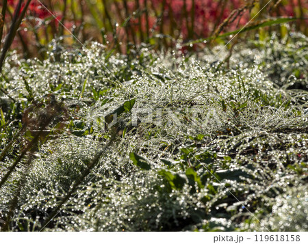 朝露に濡れ輝く植物 119618158