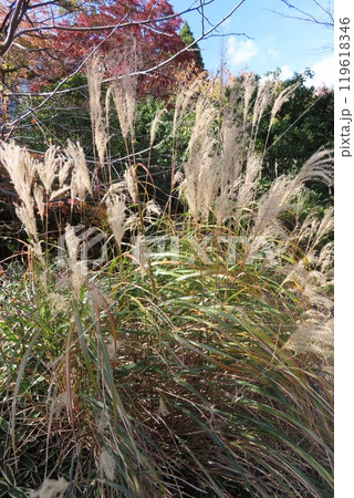 青空と白い雲とパンパスグラス 119618346