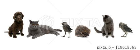 Animals and birds isolated on white background 119618365