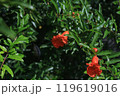 石榴の花 石榴の花 119619016