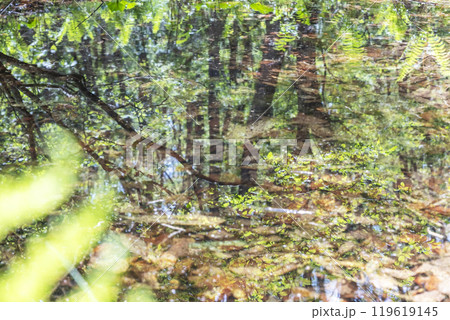 新緑の森が水面に映る風景　（恩原高原周辺） 119619145