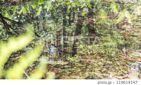 新緑の森が水面に映る風景 (恩原高原周辺) 新緑の森が水面に映る風景 (恩原高原周辺) 119619147