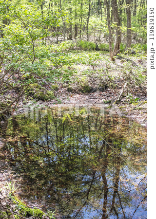 新緑の森が水面に映る風景 (恩原高原周辺) 新緑の森が水面に映る風景 (恩原高原周辺) 119619150