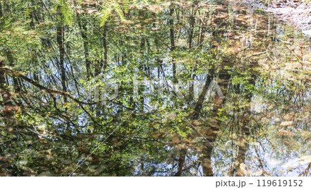 新緑の森が水面に映る風景 (恩原高原周辺) 新緑の森が水面に映る風景 (恩原高原周辺) 119619152