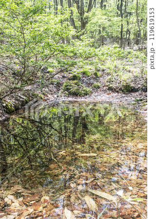 新緑の森が水面に映る風景 (恩原高原周辺) 新緑の森が水面に映る風景 (恩原高原周辺) 119619153