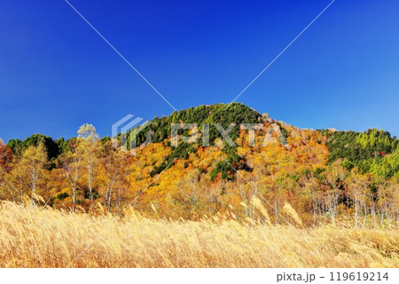 錦秋の田ノ原湿原 119619214