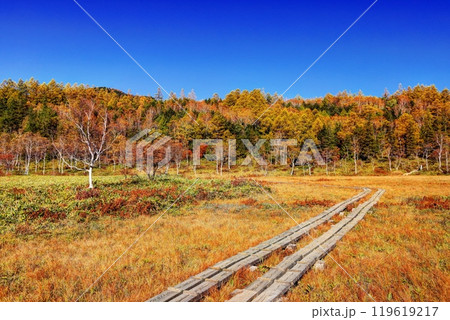 錦秋の田ノ原湿原 119619217