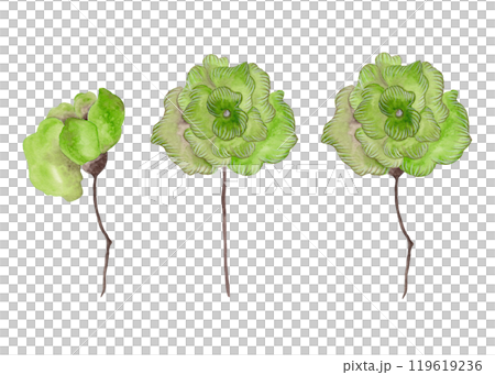 Green flowers. Three garden flower buds on a thin stalk. Isolated watercolor illustration for your design 119619236