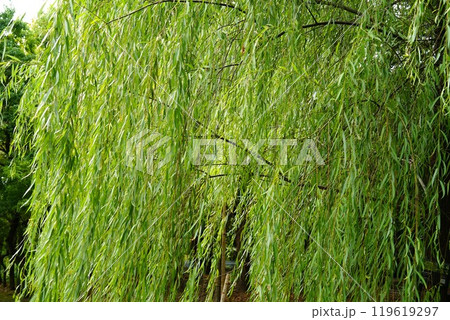 シダレヤナギ 119619297