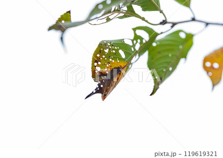 虫食い葉っぱ イメージ 119619321
