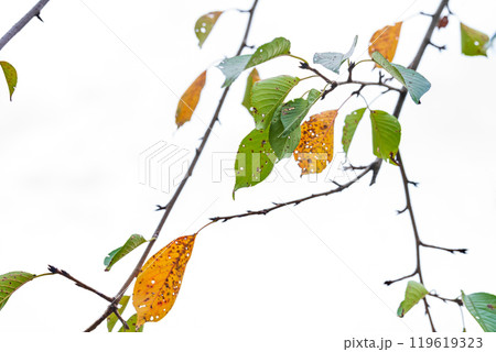 虫食い葉っぱ イメージ 虫食い葉っぱ イメージ 119619323