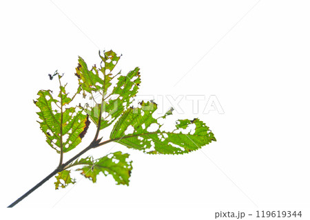 虫食い葉っぱ イメージ 119619344