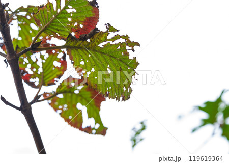 虫食い葉っぱ イメージ 119619364